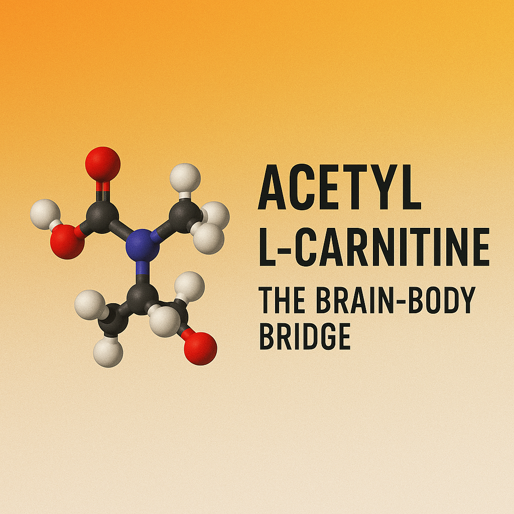 Acetyl L-Carnitine: The Brain-Body Bridge